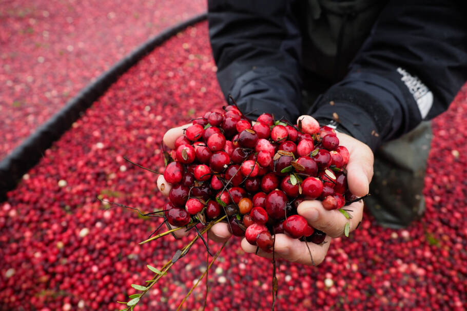 O cranberry é rico em compostos chamados proantocianidinas (PACs), que possuem propriedades antibacterianas